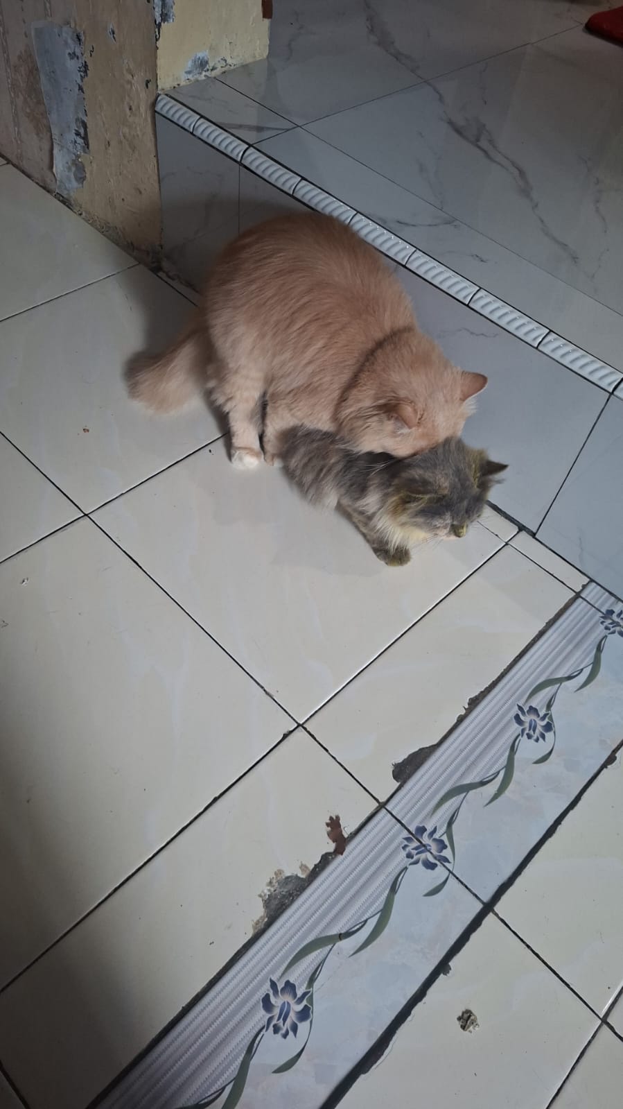 Bukti proses pacak kucing