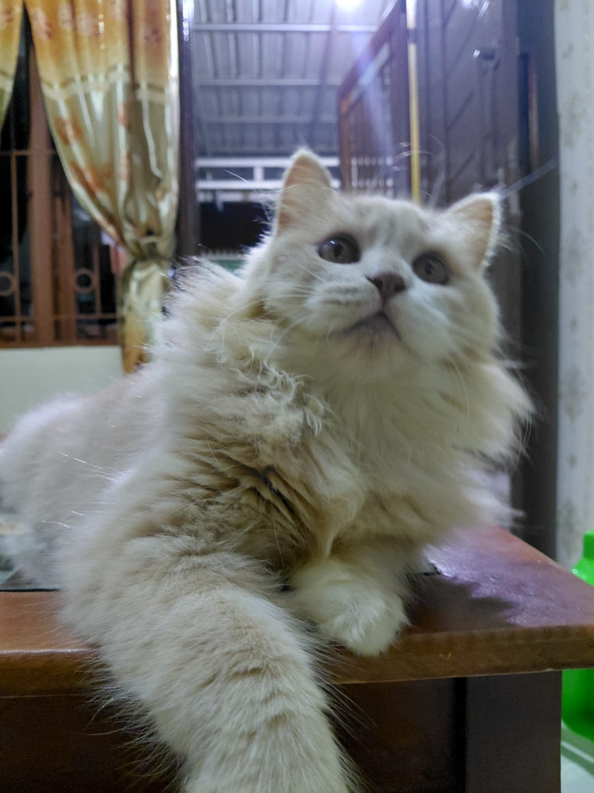 Pejantan Persia CKrukuk Meong